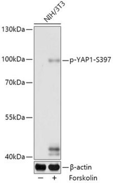 Anti-phospho-YAP1-S397 antibody produced in rabbit