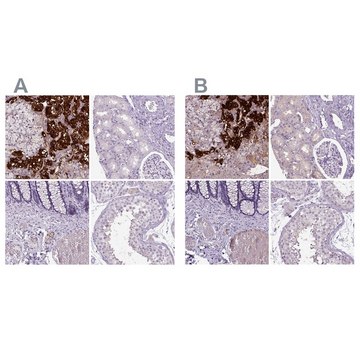 Anti-DBH antibody produced in rabbit Prestige Antibodies&#174; Powered by Atlas Antibodies, affinity isolated antibody