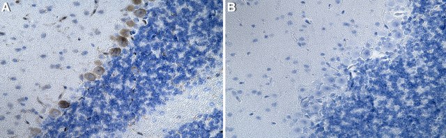 Anti-Cleaved Caspase-8 Antibody, clone 1K3 ZooMAb&#174; Rabbit Monoclonal recombinant, expressed in HEK 293 cells