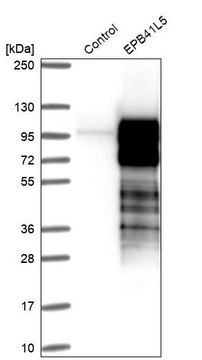 Anti-EPB41L5 antibody produced in rabbit Prestige Antibodies&#174; Powered by Atlas Antibodies, affinity isolated antibody, buffered aqueous glycerol solution