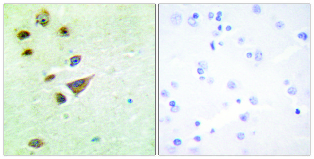 Anti-NT5C3 antibody produced in rabbit affinity isolated antibody