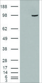 Anti-SMEK1/KIAA2010 antibody produced in goat affinity isolated antibody, buffered aqueous solution