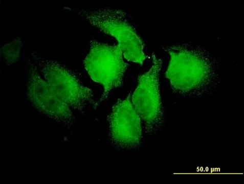 Monoclonal Anti-NOTCH2NL antibody produced in mouse clone 2G12-2A5, purified immunoglobulin, buffered aqueous solution