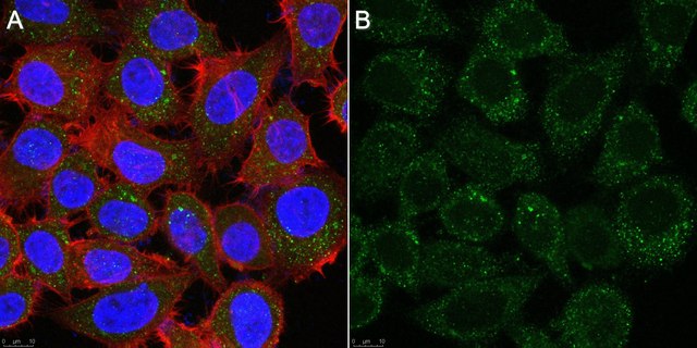 Anti-Flt3L Antibody, clone 11C9.10.1