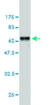 Monoclonal Anti-TNFSF13B antibody produced in mouse clone 1C11, purified immunoglobulin, buffered aqueous solution