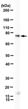 Anti-BMAL1 (ARNTL) Antibody, clone B1BH2 clone B1BH2, from mouse