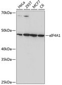 Anti-eIF4A1 Antibody, clone 7D5K2, Rabbit Monoclonal