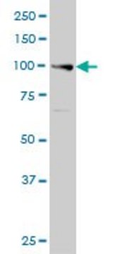 Monoclonal Anti-EXO1 antibody produced in mouse clone 1G12, purified immunoglobulin, buffered aqueous solution