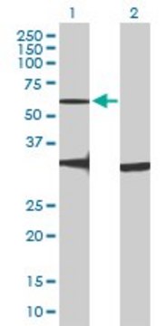 Anti-GPR176 antibody produced in mouse purified immunoglobulin, buffered aqueous solution