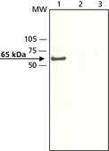 Anti-RanGAP1 (N-terminal) antibody produced in rabbit affinity isolated antibody, buffered aqueous solution, ~2 mg/mL