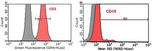 CUTLL1 Human T-cell Lymphoblastic Lymphoma Cell Line