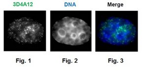 Anti-phospho RNA Pol II (Ser7), clone 3D4A12 Antibody clone 3D4A12, 1 mg/mL, from rat