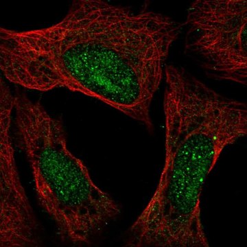 Anti-ATXN3 antibody produced in rabbit Prestige Antibodies&#174; Powered by Atlas Antibodies, affinity isolated antibody