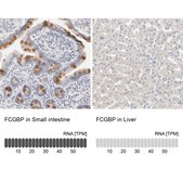 Anti-FCGBP antibody produced in rabbit Ab1, Prestige Antibodies® Powered by Atlas Antibodies, affinity isolated antibody, buffered aqueous glycerol solution