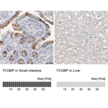 Anti-FCGBP antibody produced in rabbit Ab1, Prestige Antibodies&#174; Powered by Atlas Antibodies, affinity isolated antibody, buffered aqueous glycerol solution