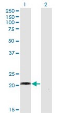 Monoclonal Anti-WISP2 antibody produced in mouse clone 1E11, purified immunoglobulin, buffered aqueous solution