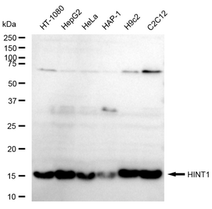 Anti HINT1 Antibody, clone 23GB5985, Rabbit Monoclonal clone 23GB5985, recombinant rabbit monoclonal, expressed in HEK293 cells