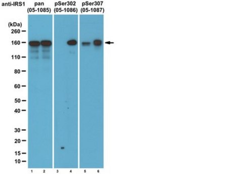 Anti-phospho-IRS1 (Ser307 mouse/ Ser312 human) Antibody, clone 24.6.2 clone 24.6.2, from mouse