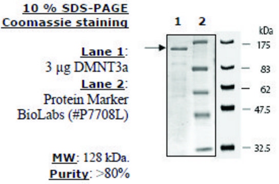 DNMT3a Active human recombinant, expressed in baculovirus infected insect cells