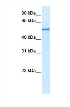 Anti-EIF2S3 antibody produced in rabbit affinity isolated antibody