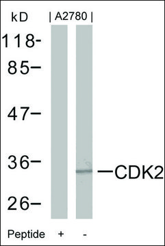 Anti-CDK2 (Ab-160) antibody produced in rabbit affinity isolated antibody