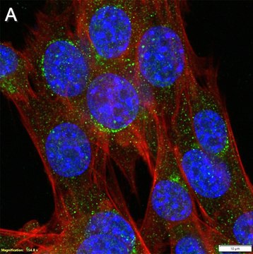 Anti-LRBA Antibody, clone 3H22 ZooMAb&#174; Rabbit Monoclonal recombinant, expressed in HEK 293 cells