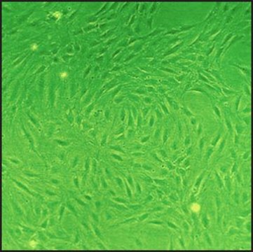 Rat Lung Fibroblasts: RLF, adult