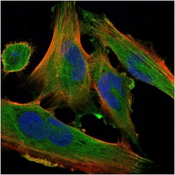 抗-DLK1抗体，克隆3A10 ascites fluid, clone 3A10, from mouse