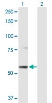 Anti-ABCB9 antibody produced in rabbit purified immunoglobulin, buffered aqueous solution