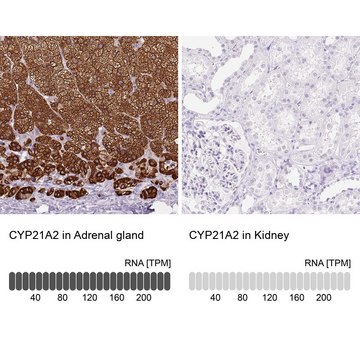 抗-CYP21A2 兔抗 Prestige Antibodies&#174; Powered by Atlas Antibodies, affinity isolated antibody, buffered aqueous glycerol solution