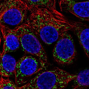 Anti-HADHA antibody produced in rabbit Prestige Antibodies&#174; Powered by Atlas Antibodies, affinity isolated antibody