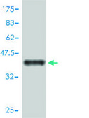 Monoclonal Anti-SH2D1A antibody produced in mouse clone 1C9, purified immunoglobulin, buffered aqueous solution