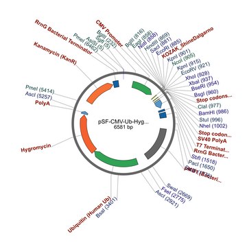 PSF-CMV-UB-HYGRO ASCI - HYGROMYCIN SELECTION PLASMID plasmid vector for molecular cloning