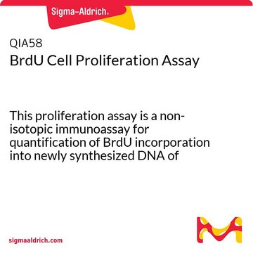 BrdU Cell Proliferation Assay This proliferation assay is a non-isotopic immunoassay for quantification of BrdU incorporation into newly synthesized DNA of actively proliferating cells.