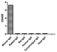 Alpaca Anti-Mouse IgG2a(Fcγ) HRP single domain Antibody recombinant Alpaca(VHH) Nano antibody