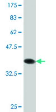 Monoclonal Anti-NLGN4Y antibody produced in mouse clone 2F7, purified immunoglobulin, buffered aqueous solution