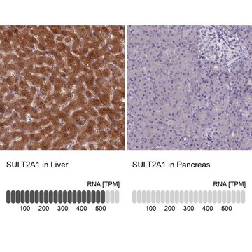 Anti-SULT2A1 antibody produced in rabbit Prestige Antibodies&#174; Powered by Atlas Antibodies, affinity isolated antibody, buffered aqueous glycerol solution