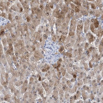 Anti-HMGCS1 antibody produced in rabbit Prestige Antibodies&#174; Powered by Atlas Antibodies, affinity isolated antibody, buffered aqueous glycerol solution