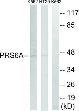 Anti-PRS6A antibody produced in rabbit affinity isolated antibody