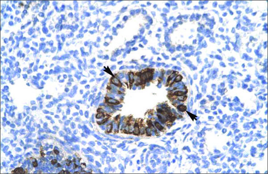 Anti-MXI1 antibody produced in rabbit affinity isolated antibody