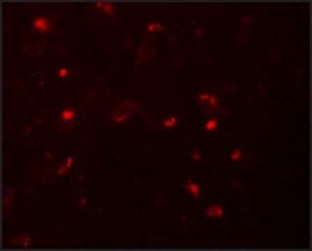 Anti-NALP6 antibody produced in rabbit affinity isolated antibody, buffered aqueous solution