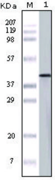 单克隆抗 OVA 小鼠抗 clone 3G2E1D9, ascites fluid