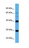 Anti-ARG2 antibody produced in rabbit affinity isolated antibody