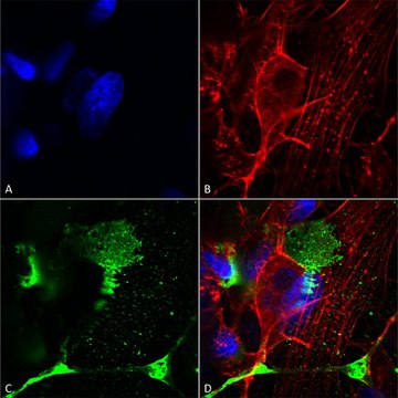 Monoclonal Anti-Tarp Gamma2/4/8 (Stargazin) - Biotin antibody produced in mouse clone S245-36, purified immunoglobulin