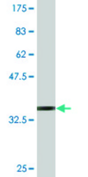 Monoclonal Anti-SLC1A2 antibody produced in mouse clone 1D8, purified immunoglobulin, buffered aqueous solution