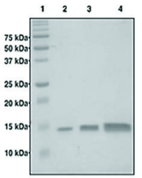 组蛋白 H4（1-103） 人 recombinant, expressed in E. coli, &#8805;95% (SDS-PAGE)