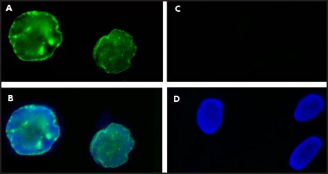 Anti-Progerin antibody, Mouse monoclonal clone 13A4, purified from hybridoma cell culture