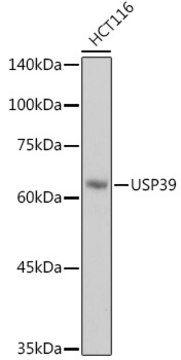 Anti-USP39 Antibody, clone 9E7O2, Rabbit Monoclonal