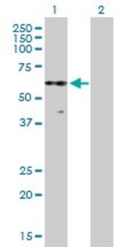 Anti-PKNOX2 antibody produced in mouse purified immunoglobulin, buffered aqueous solution