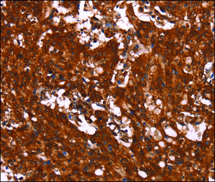 Anti-HCAR2 antibody produced in rabbit affinity isolated antibody